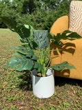Faux Plant